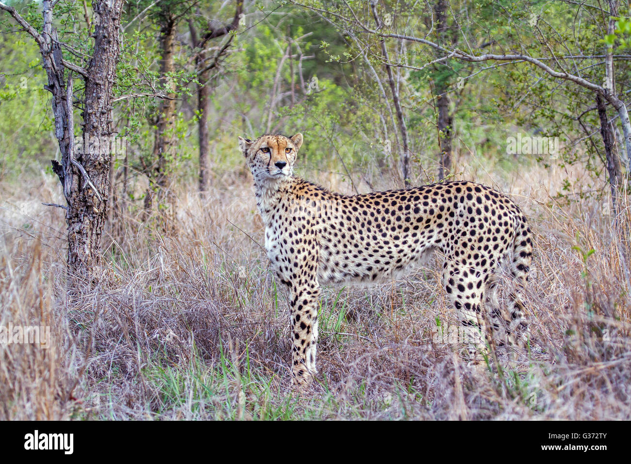 Cheetah in Kruger national park, South Africa ; Specie Acinonyx jubatus family of felidae Stock Photo