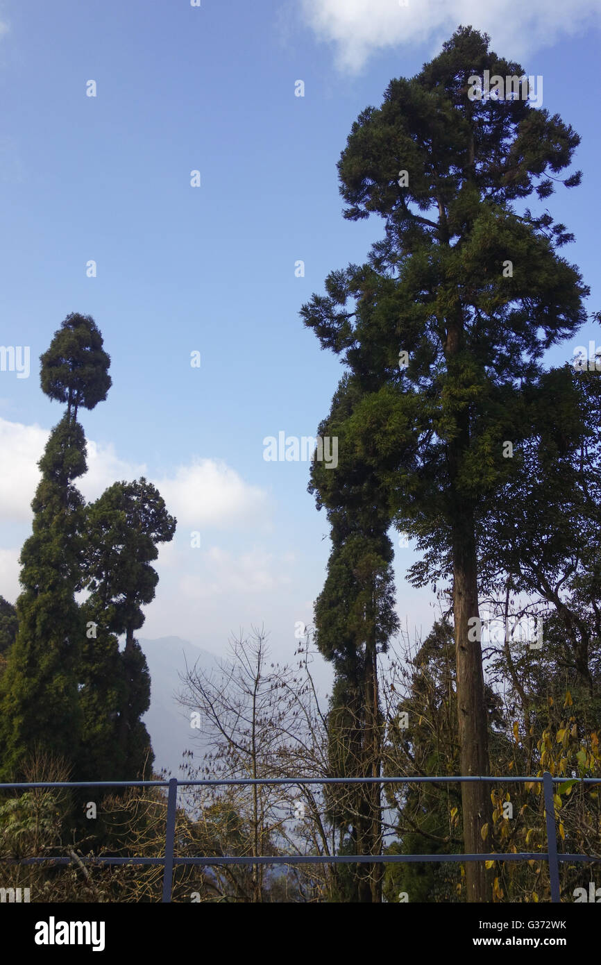 Tall pine trees over blue cloudy sky in Darjeeling, West Bengal, India Stock Photo