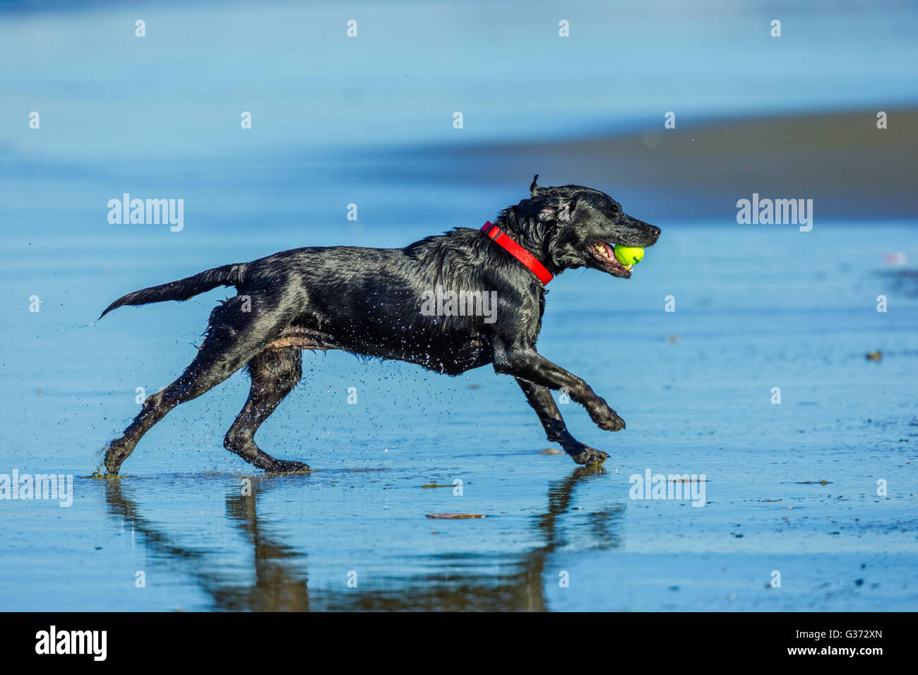 Black Labrador Retriever on the Oregon Coast Stock Photo Alamy