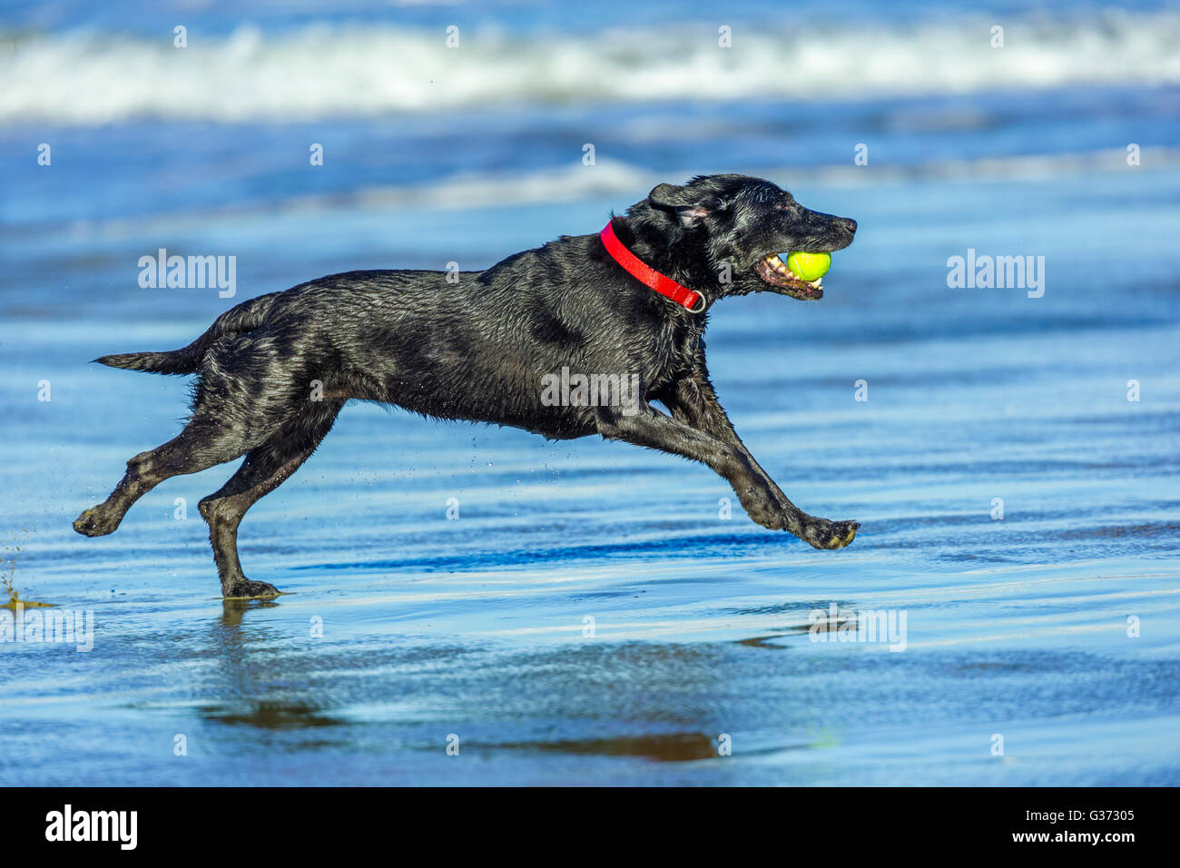 Black Labrador Retriever on the Oregon Coast Stock Photo Alamy