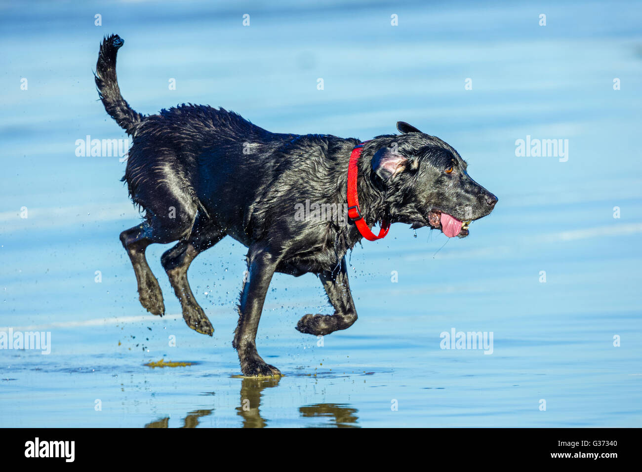 Black Labrador Retriever on the Oregon Coast Stock Photo Alamy