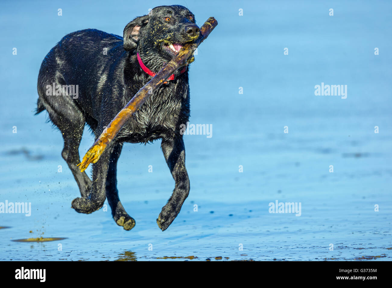 Black Labrador Retriever on the Oregon Coast Stock Photo Alamy