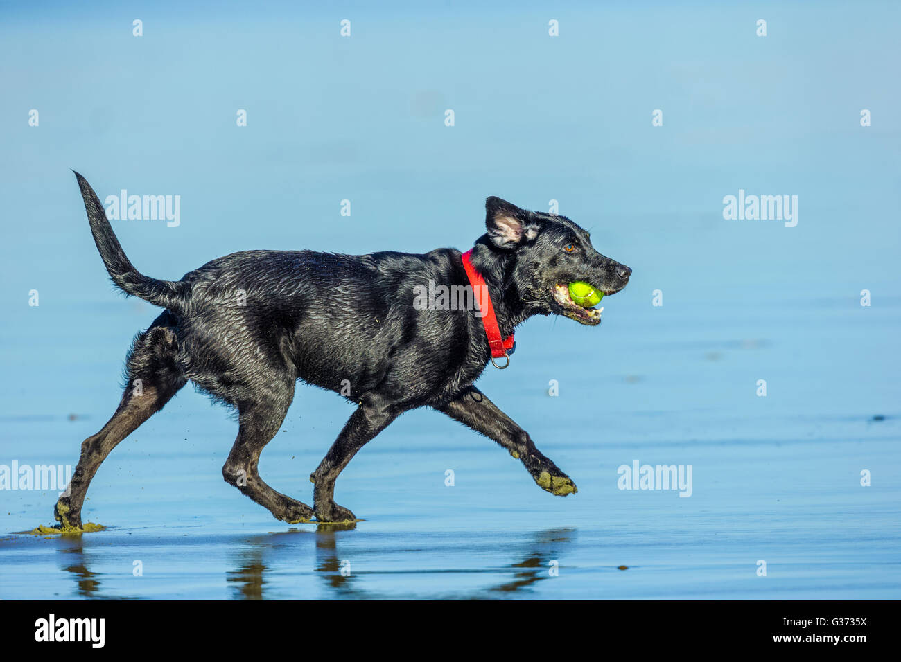 Black Labrador Retriever on the Oregon Coast Stock Photo Alamy