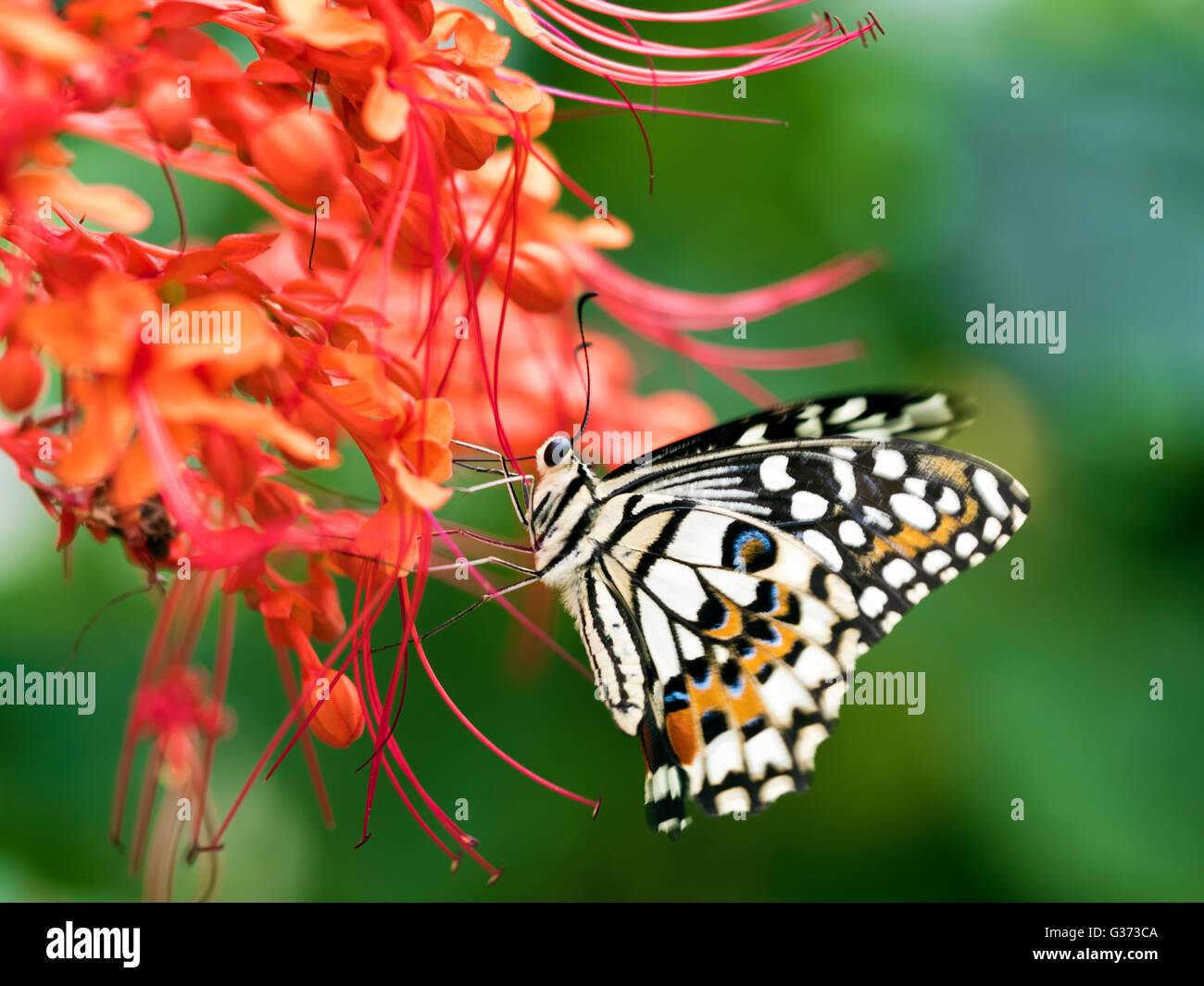Butterfly sucking honey hires stock photography and images Alamy