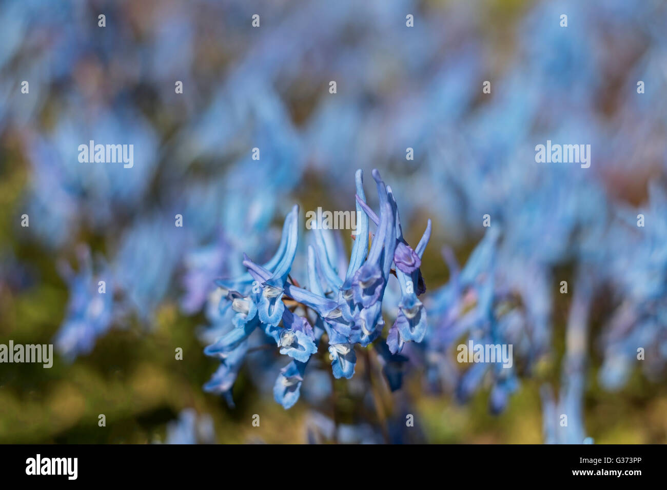 Beautiful China Blue or Corydalis Flexuosa flowers against blurred blue background Stock Photo