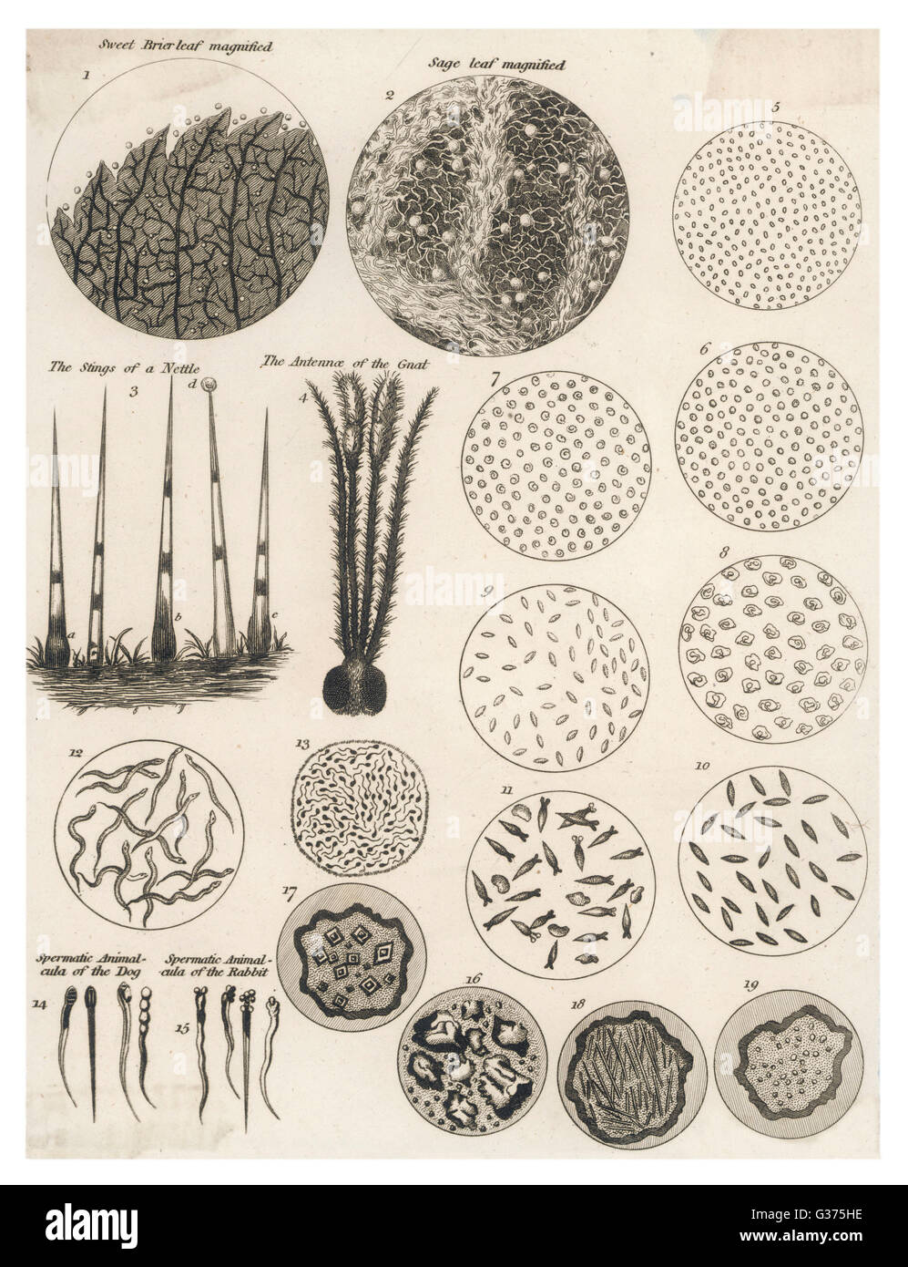 A variety of living and non- living objects magnified  through a microscope        Date: circa 1810 Stock Photo
