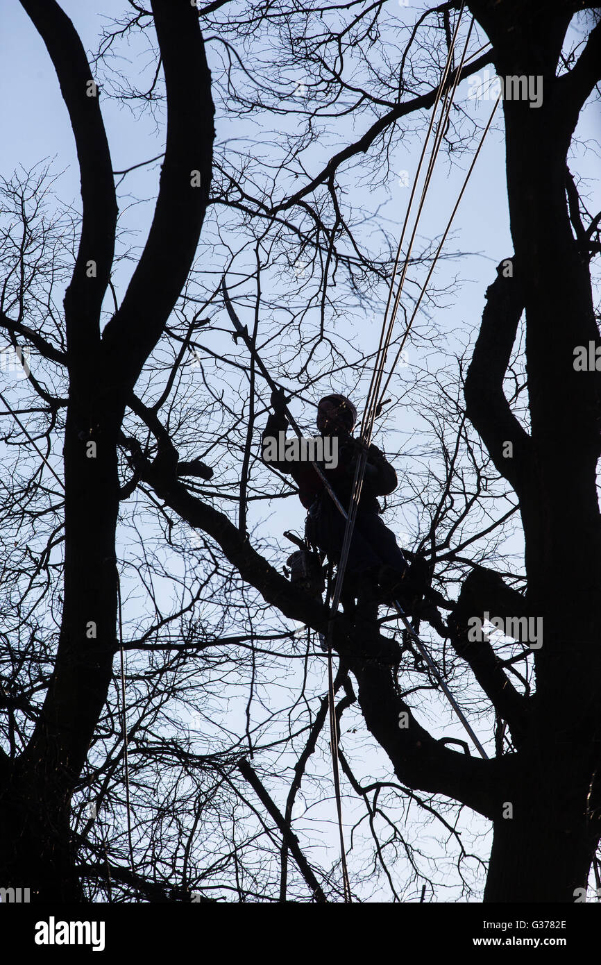 Trimming, cutting down trees, lumberjack Stock Photo Alamy