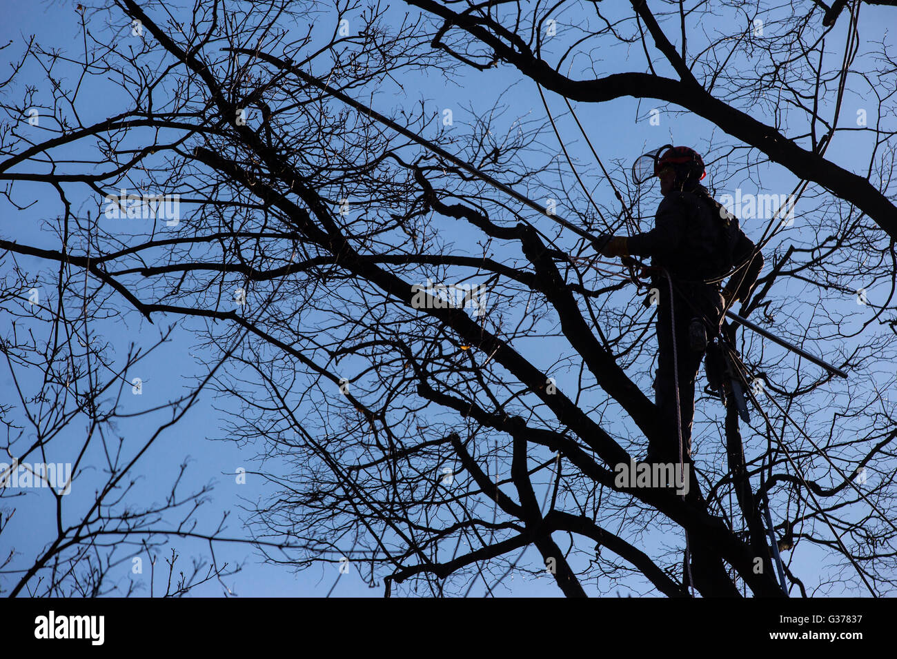 Trimming, cutting down trees, lumberjack Stock Photo - Alamy