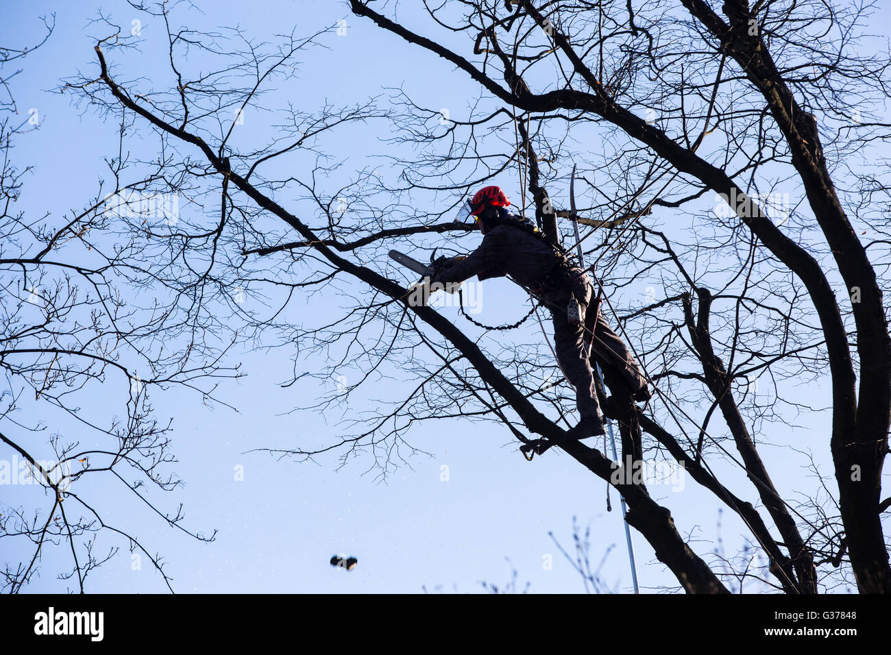 Cutting down trees for their wood hires stock photography and images