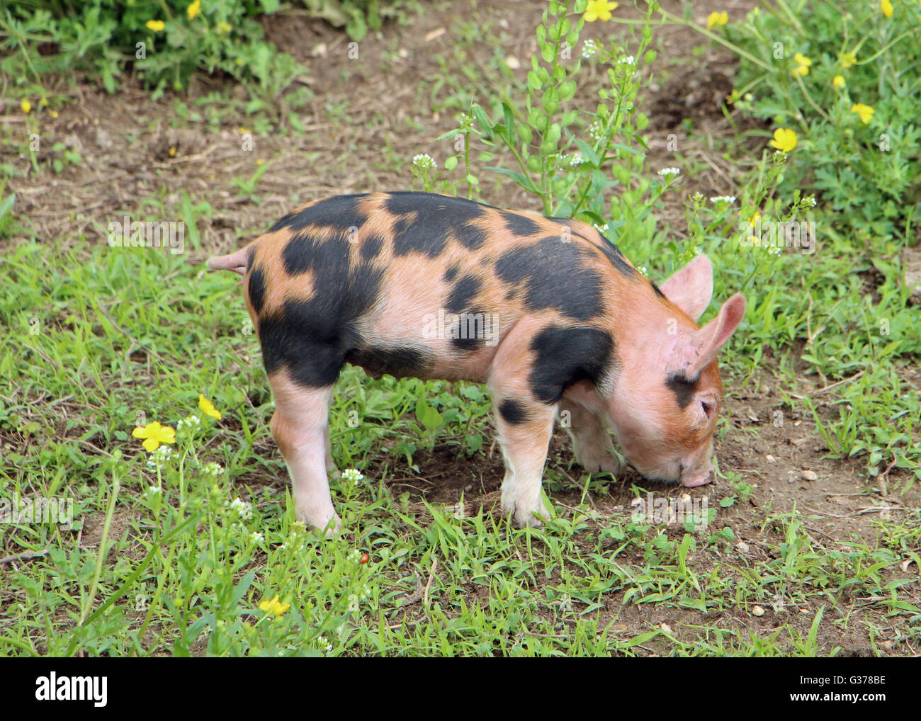 Piglet Stock Photo