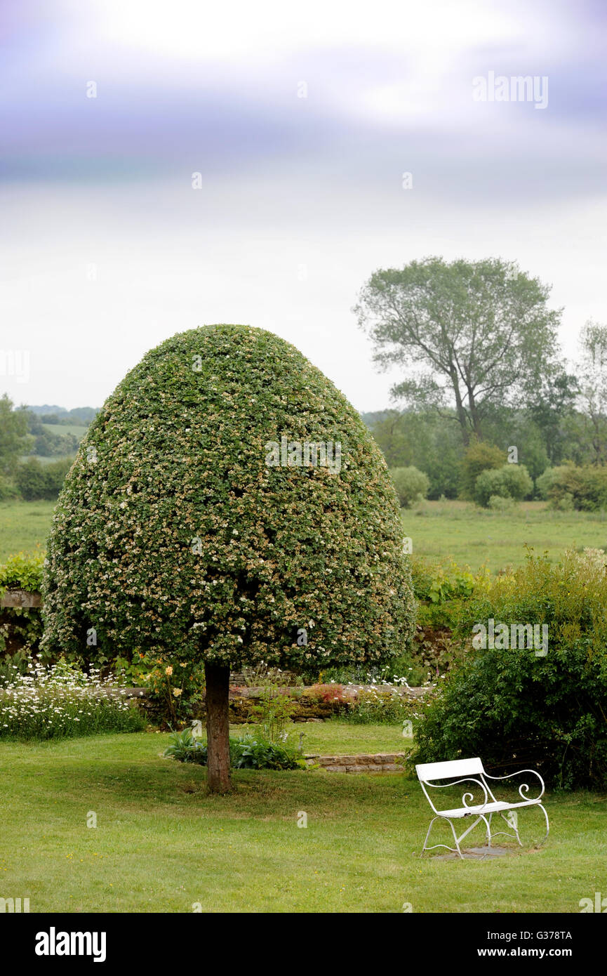 A Weeping Pear tree in an English country garden UK Stock Photo