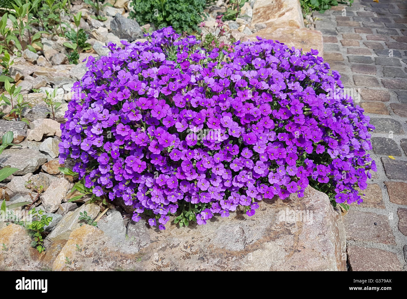 Blaukissen; Aubrieta; Steingarten; Trockenmauer Stock Photo - Alamy