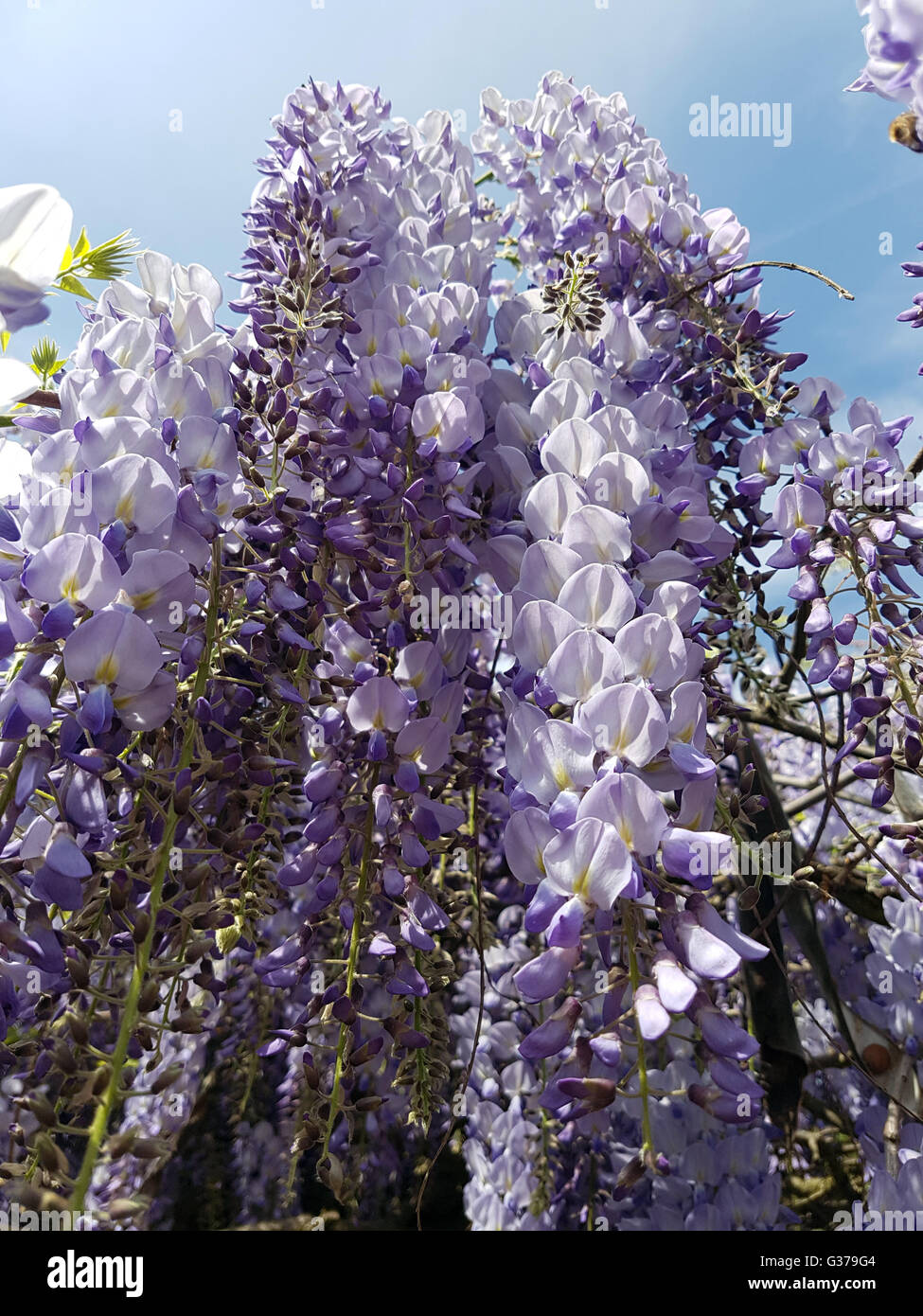 Blauregen; Wisteria, sinensis; Chinesischer; Glyzine Stock Photo Alamy