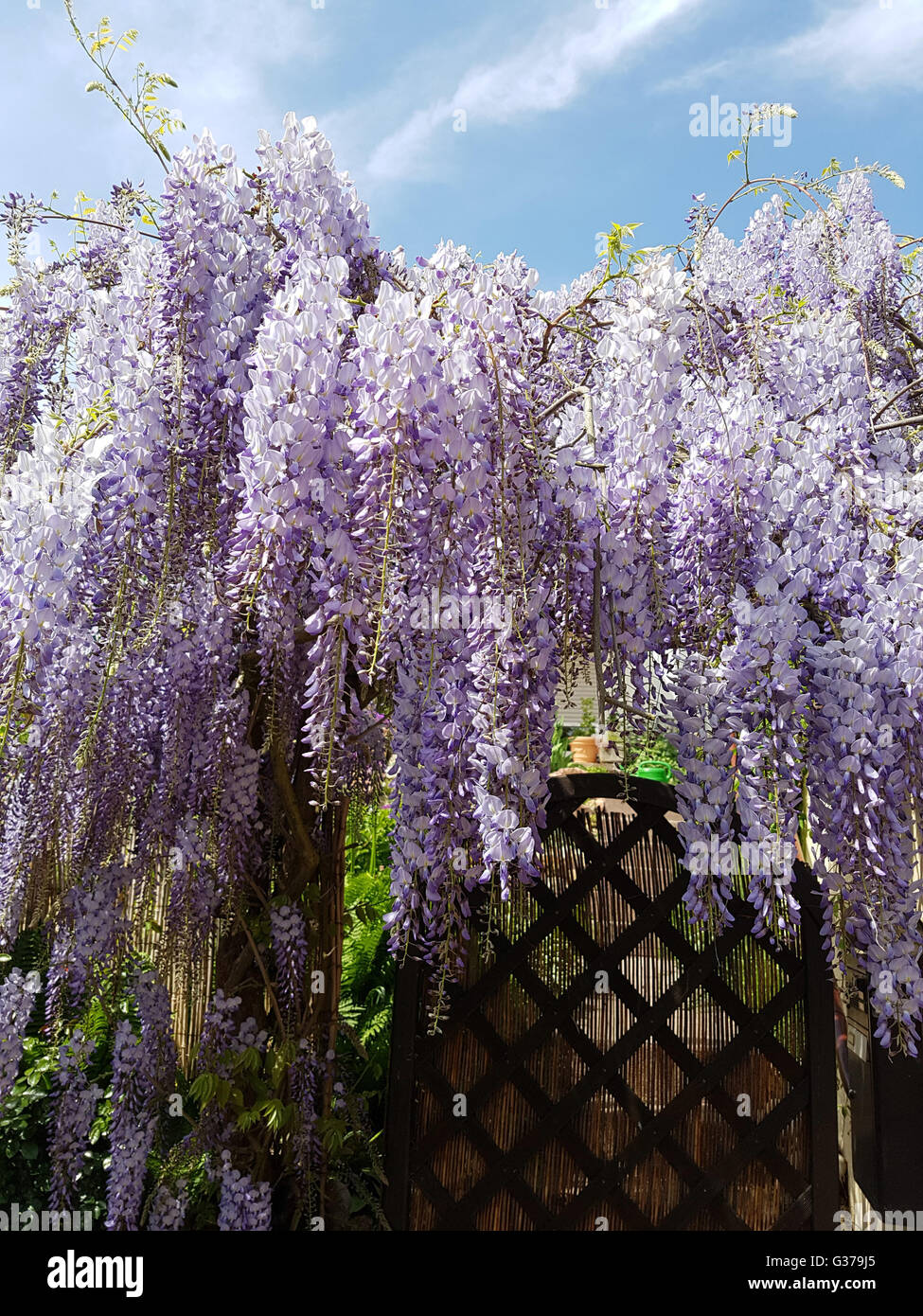 Blauregen; Wisteria, sinensis; Chinesischer; Glyzine Stock Photo - Alamy