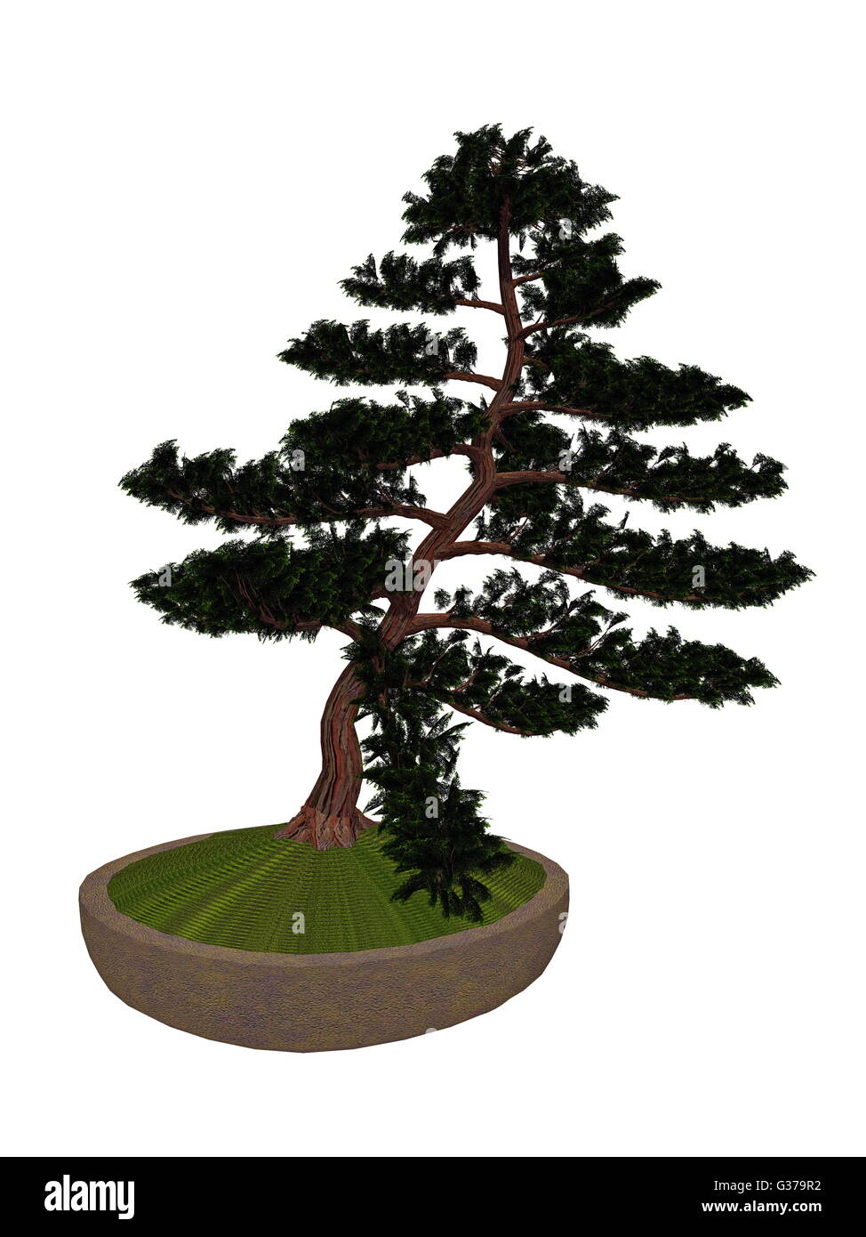 Hinoki false cypress, chamaecyparis obtusa, tree bonsai isolated in white background - 3D render Stock Photo