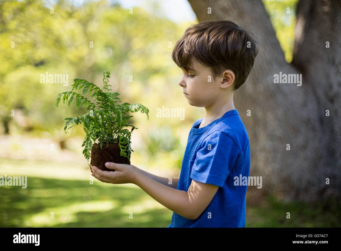 Boy holding sapling plant Stock Photo