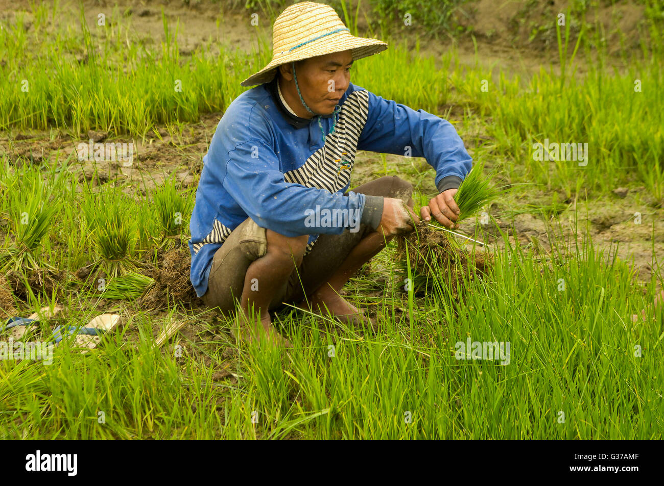 Asian men working in the rice paddy fields Kengtung, Shan State, Myanmar, Burma Stock Photo