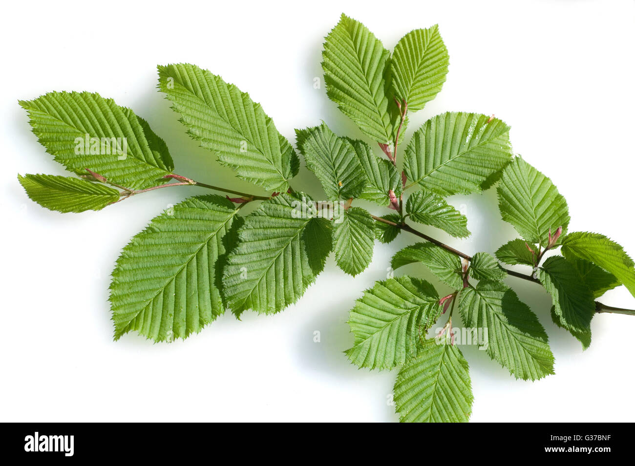 Hainbuchenblatt, Hainbuche, Carpinus; betulus Stock Photo Alamy