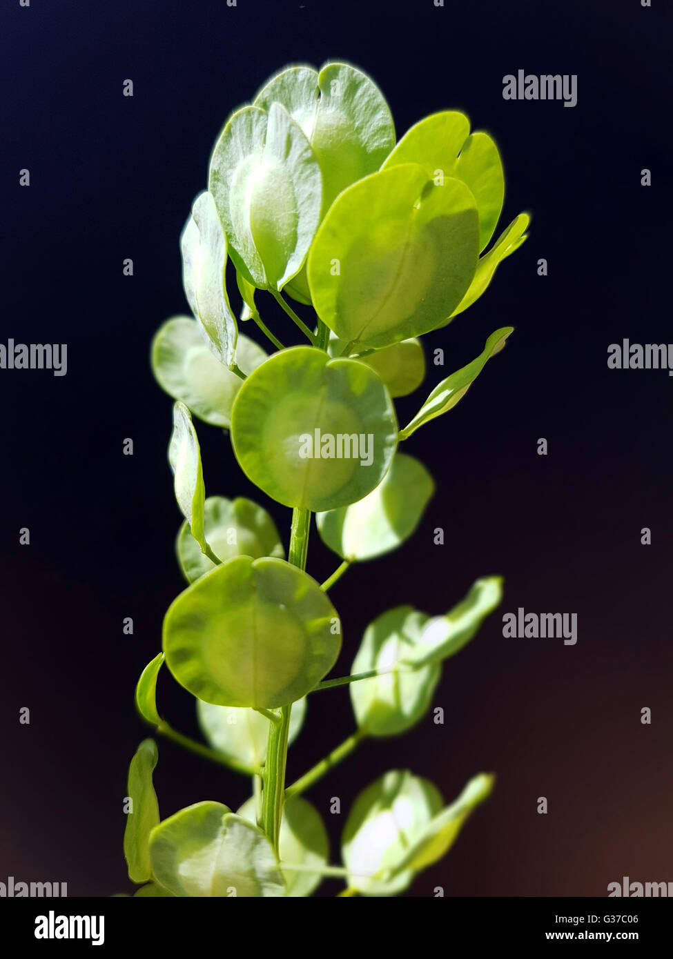 Hellerkraut; Thlaspi arvense; Heilpflanze; Wildpflanze Stock Photo