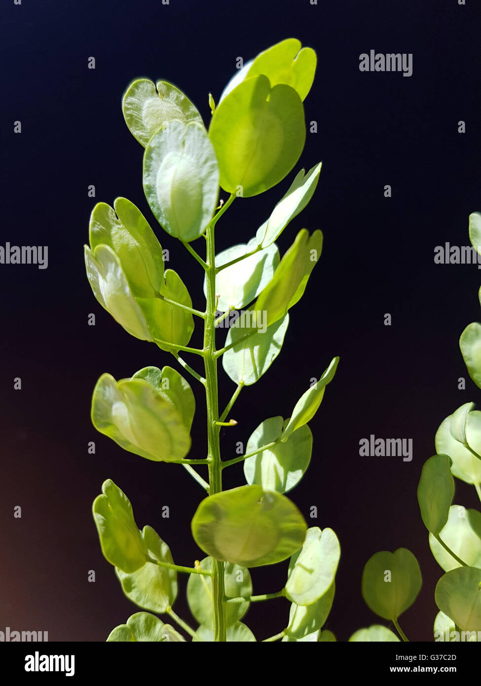 Hellerkraut; Thlaspi arvense; Heilpflanze; Wildpflanze Stock Photo
