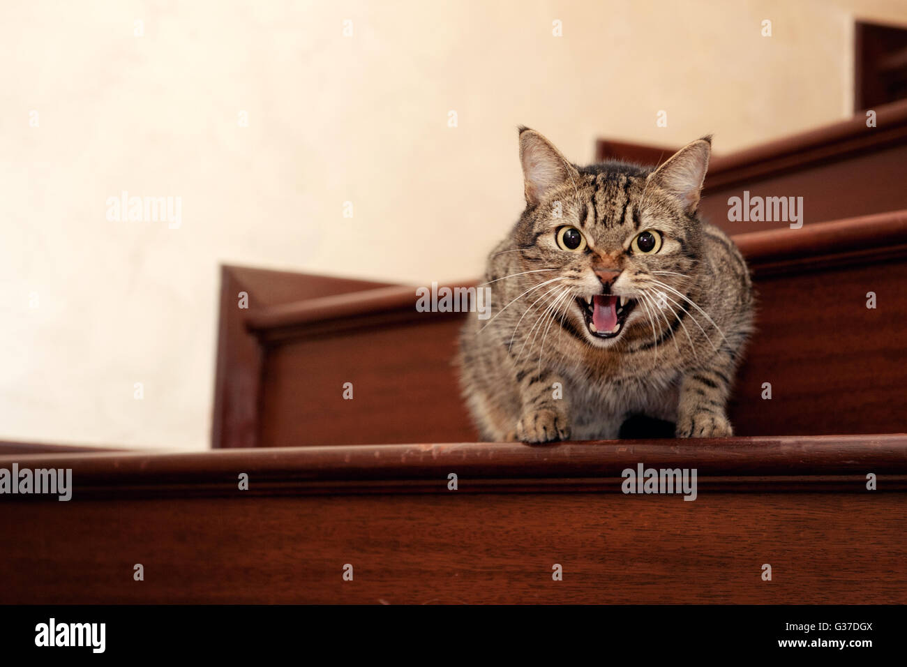Angry Cats Images – Browse 104,245 Stock Photos, Vectors, and Video