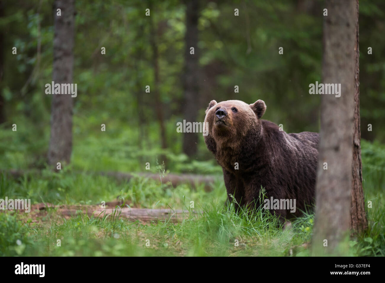European Brown bear (Ursus arctos) in the forest in Estonia Stock Photo ...