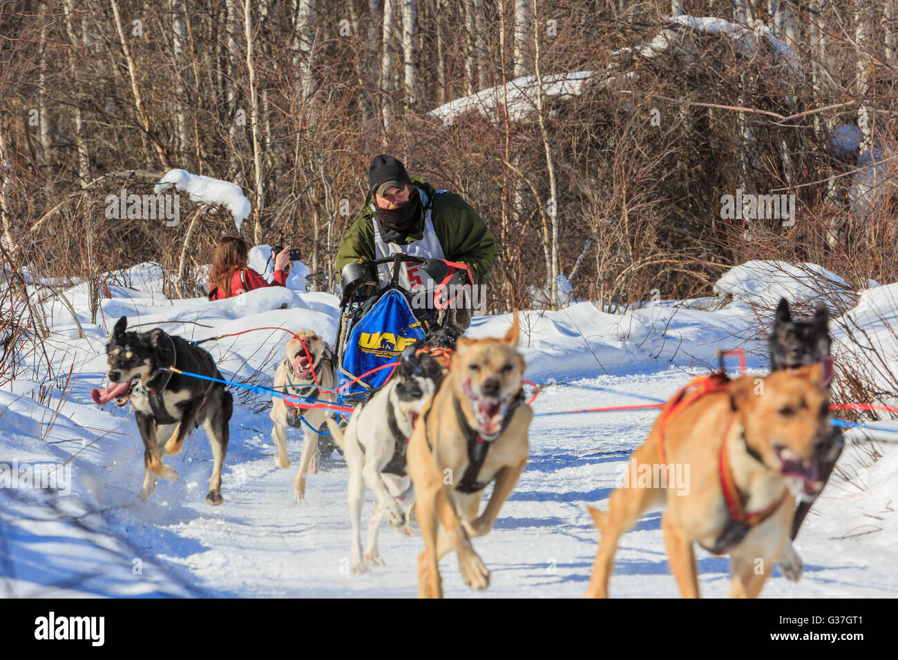 MAR 22, Fairbanks: Dog sledding on MAR 22, 2015 at Fairbanks Stock Photo