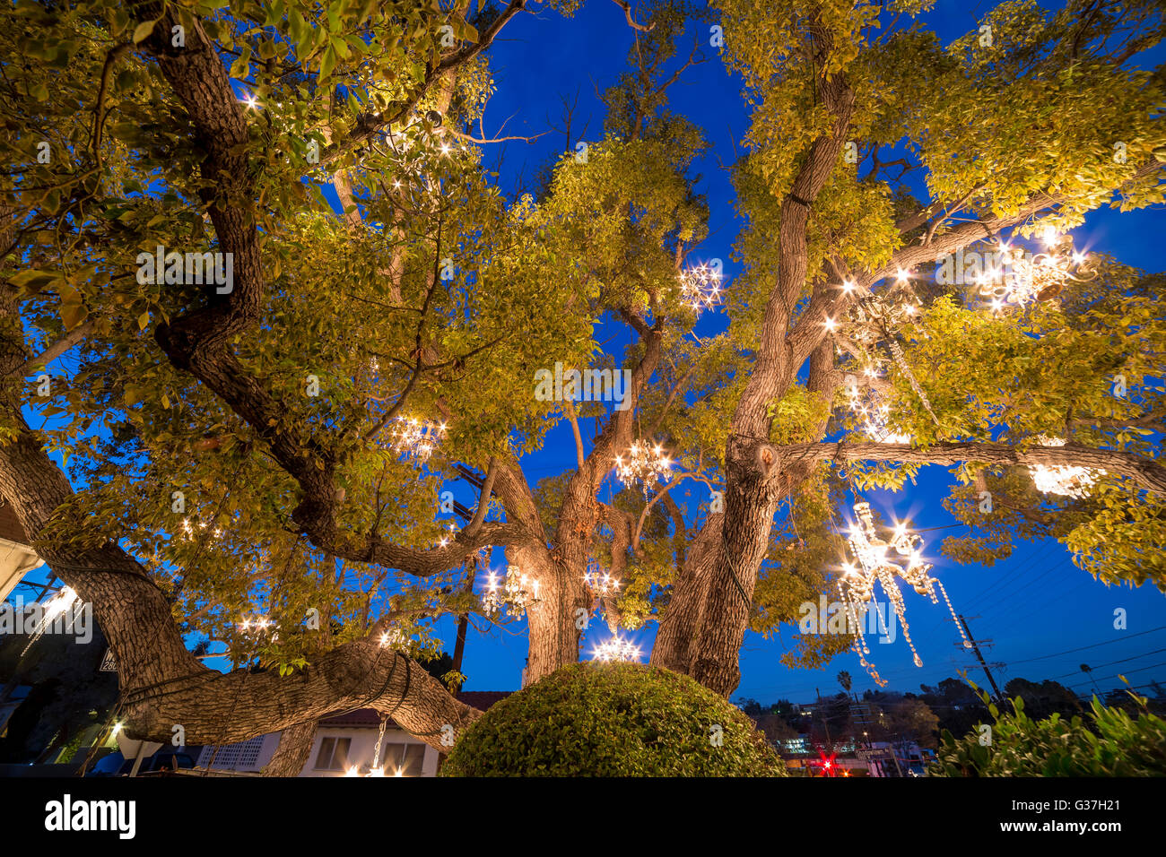 Chandelier tree hires stock photography and images Alamy