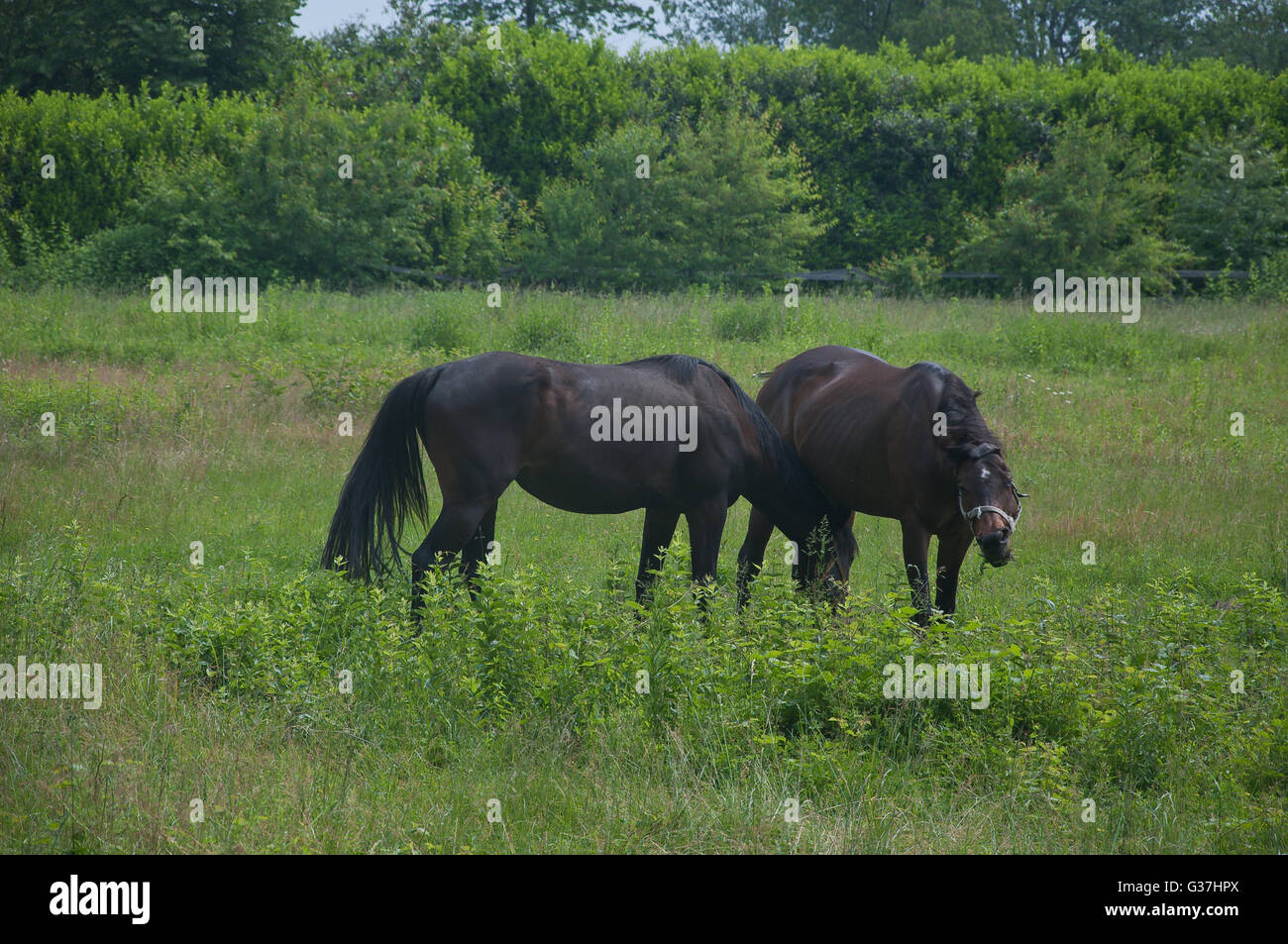 group of beautiful horses is brown than white Stock Photo
