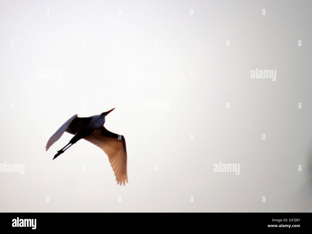 A bird seen flying over a beach in the afternoon Stock Photo