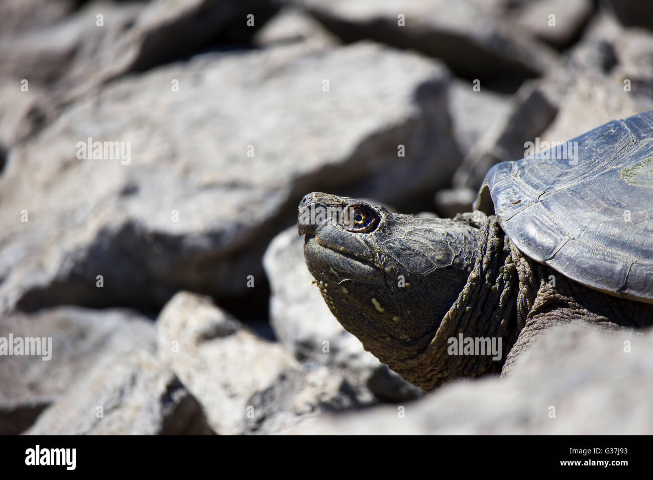 Freshwater snapping turtle Stock Photo