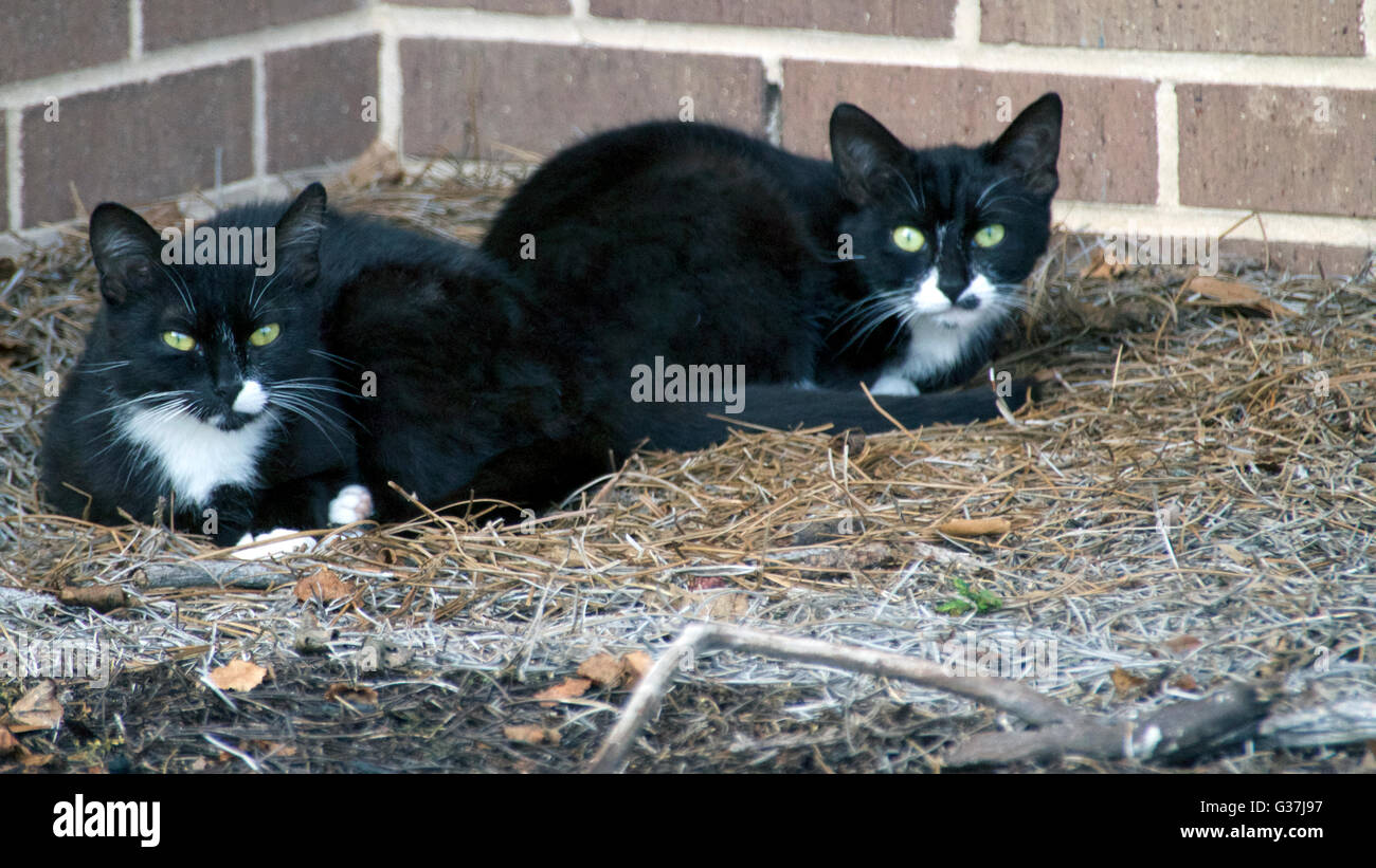 Sem-feral cats resting in a tucked away corner of an apartment complex Stock Photo
