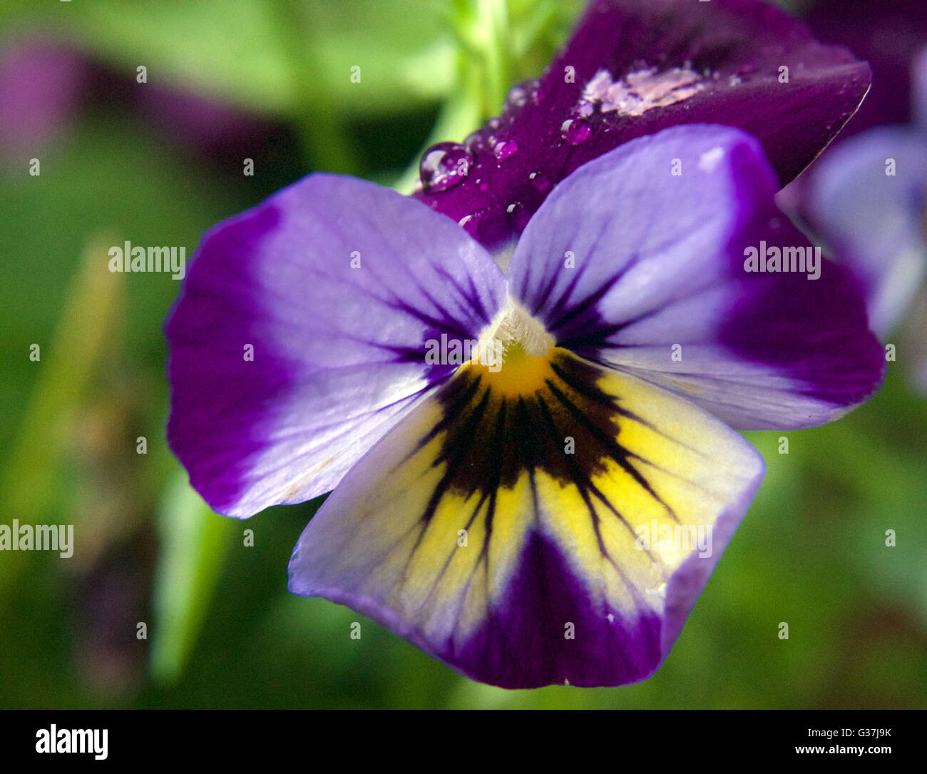 A flower with dew, growing from a windowsill flower pot Stock Photo