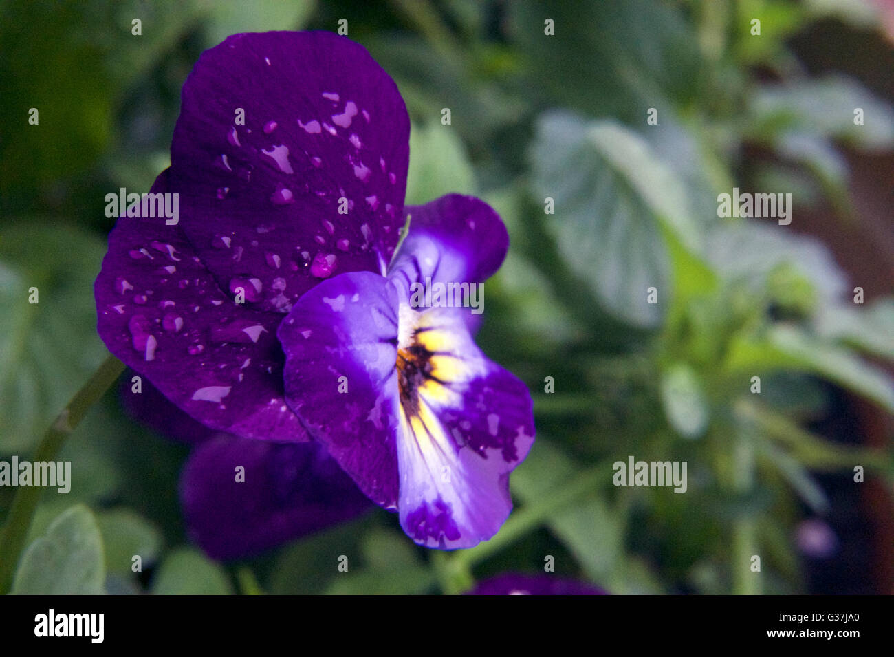 A flower with dew, growing from a windowsill flower pot Stock Photo