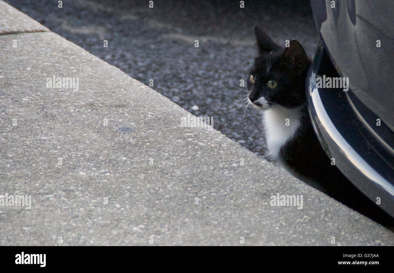 A semi-feral cat hiding behind a car from a passing human. Stock Photo