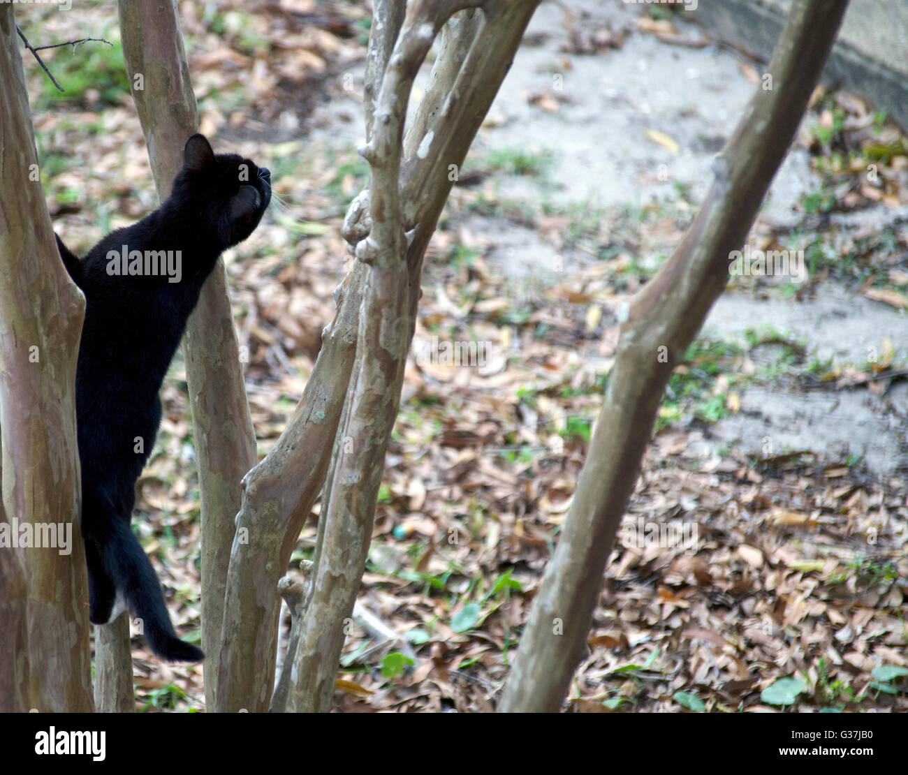 A semi-feral cat climbing a tree, in pursuit of a bird. Stock Photo