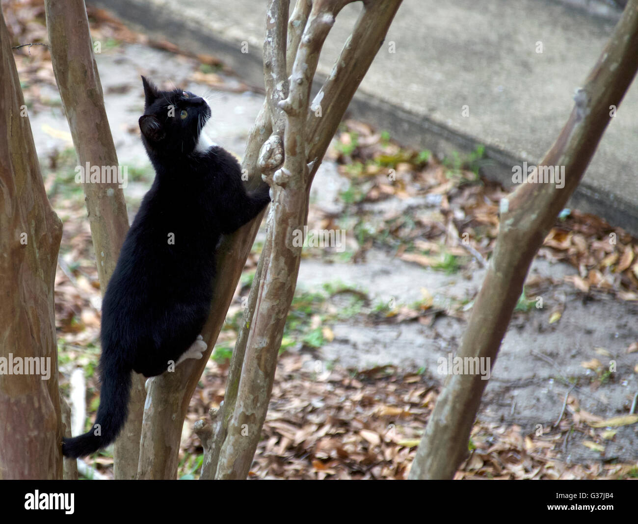 A semi-feral cat climbing a tree, in pursuit of a bird. Stock Photo