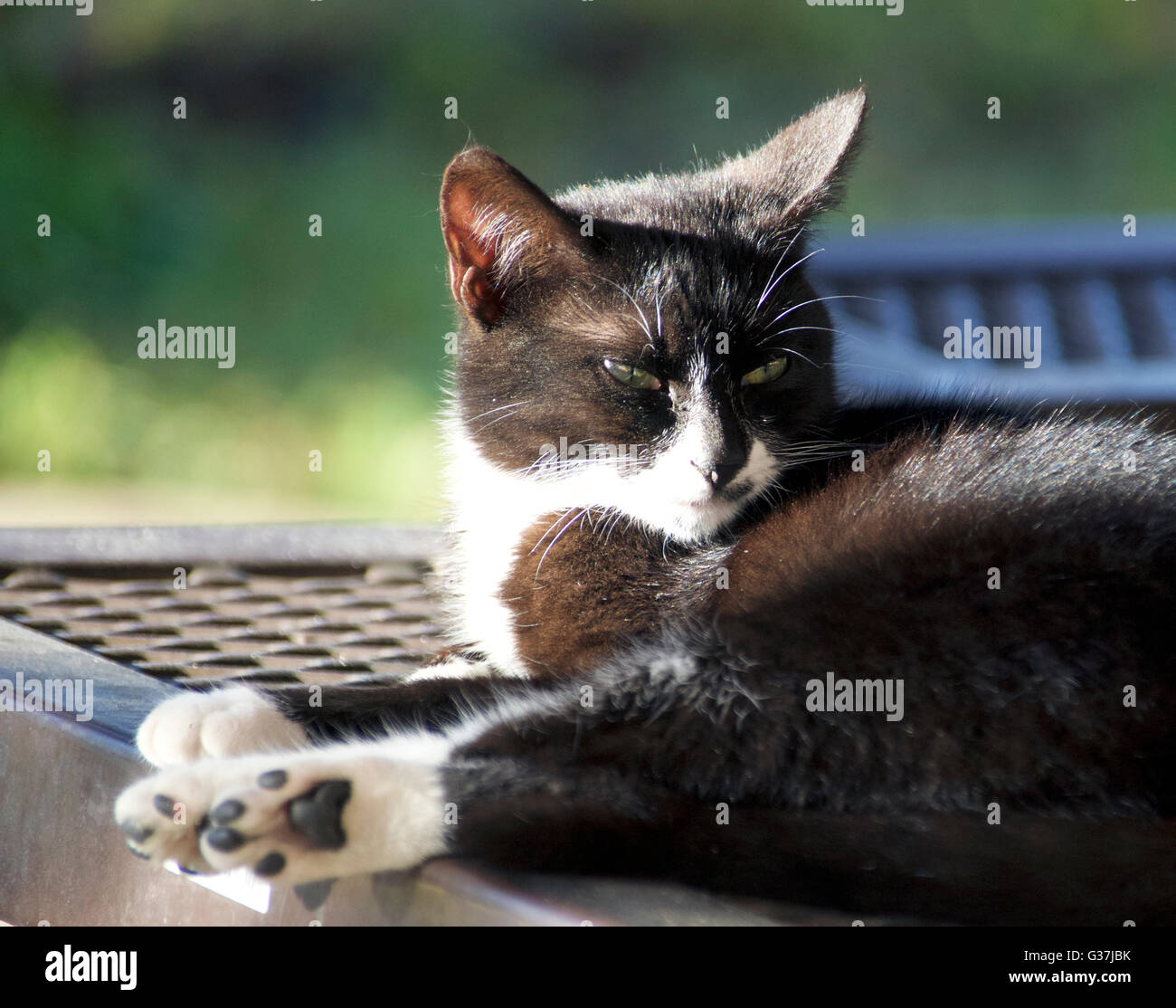 A semi feral cat resting on a bench. Stock Photo
