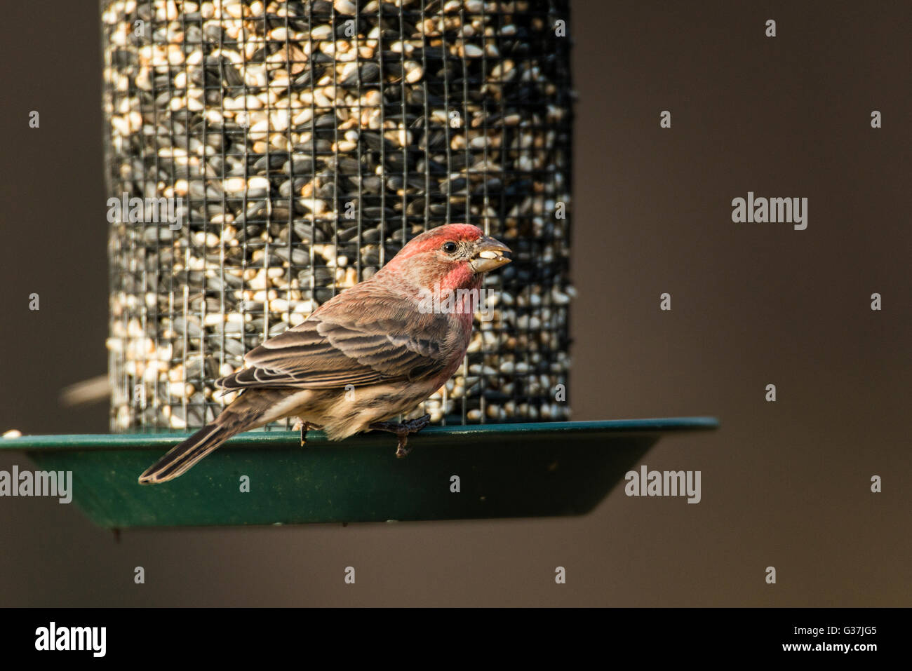 A serene image of a bird feeder in a backyard, symbolizing the peaceful coexistence of law enforcement and the community in police station Columbus Ohio