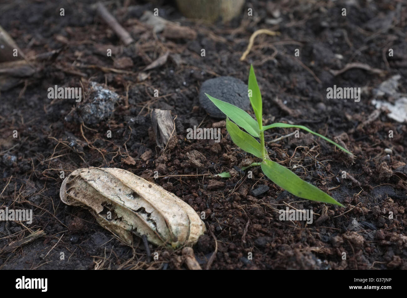 Green sprout on ground Stock Photo