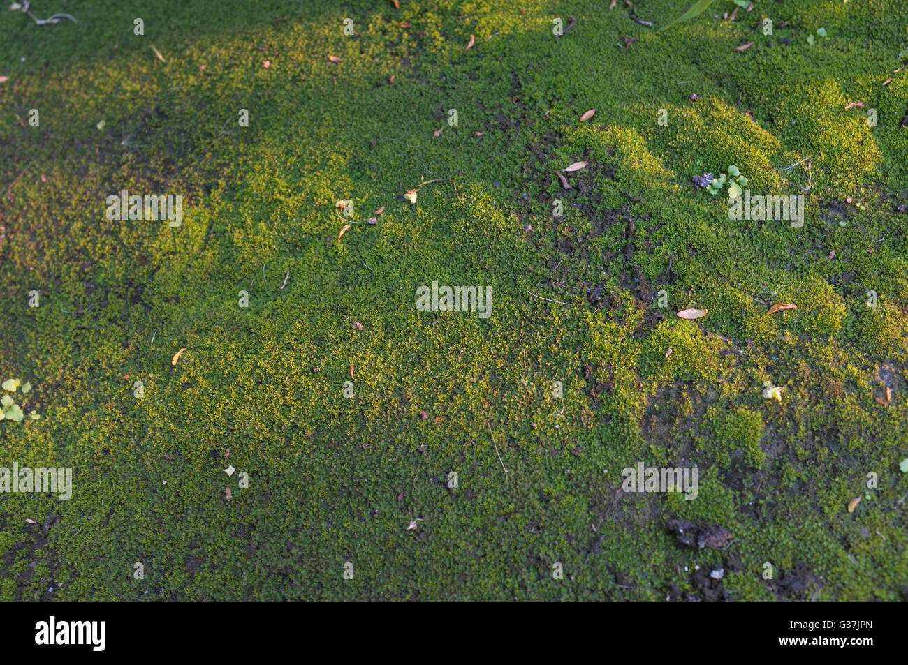 Wall full of green moss hi-res stock photography and images - Alamy