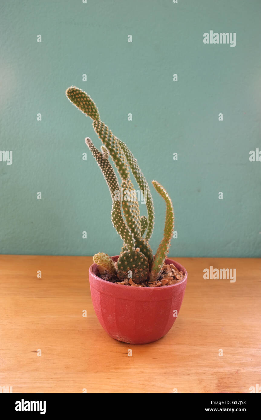 Small cactus in pot Stock Photo