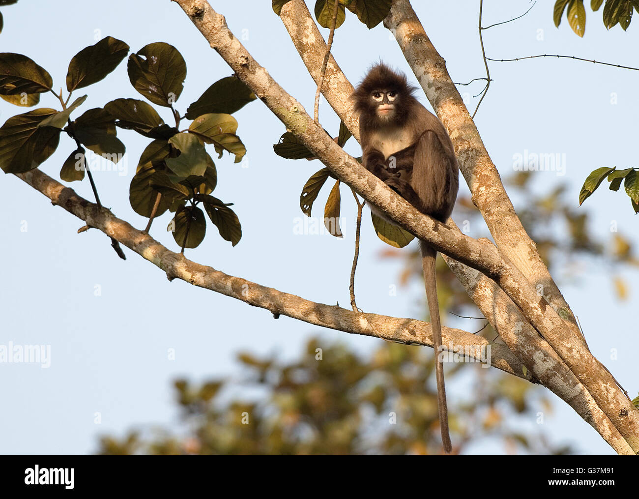 The image of phayres langur (Trachypithecus phayrei ) was taken in