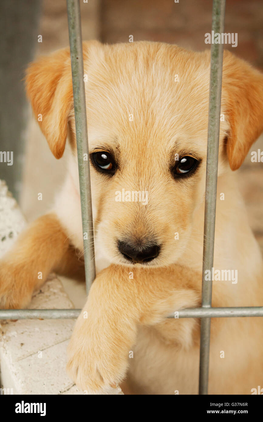 Sweet baby dog puppy in the cage looking at you.Animal adoption,protection,pet, and animal's emotion image. Golden retriever. Stock Photo