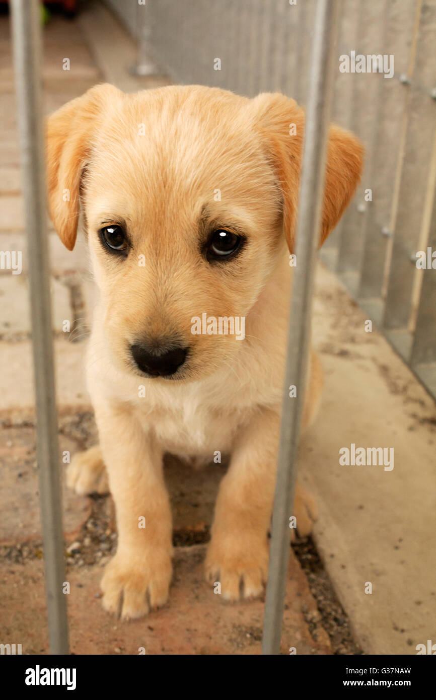 Sweet baby dog puppy in the cage looking at you.Animal adoption,protection,pet, and animal's emotion image. Golden retriever. Stock Photo