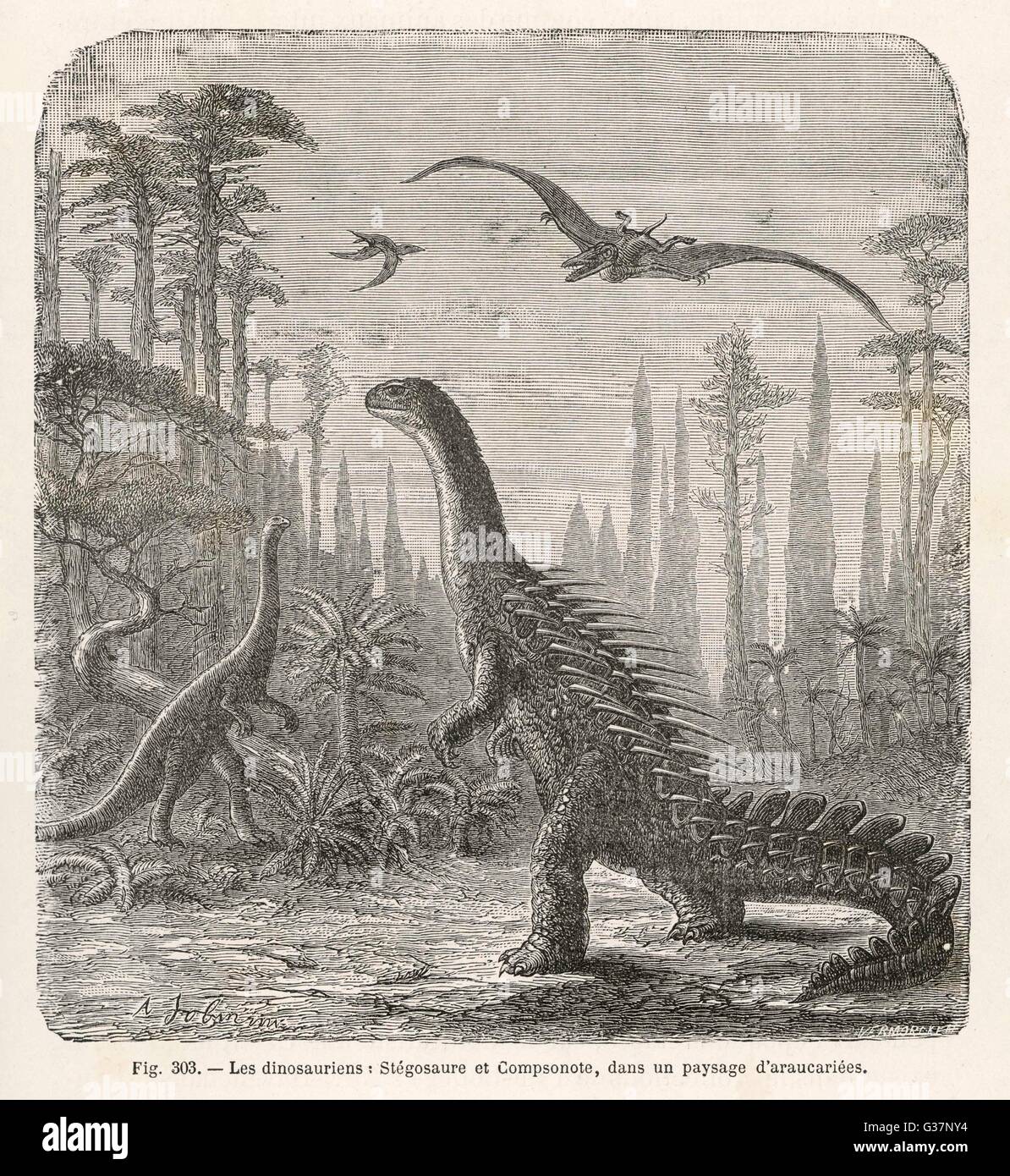 Dinosaurs of the Jurassic  period : a Stegosaurus, with a  Compsognathus in the  background Stock Photo