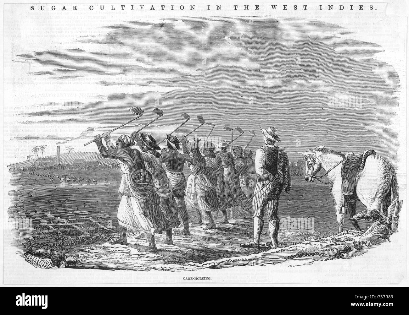 A work gang prepare ground for the planting of sugar cane, hoeing deep holes of about two square feet, in the centre of which the canes will be planted.         Date: 1849 Stock Photo