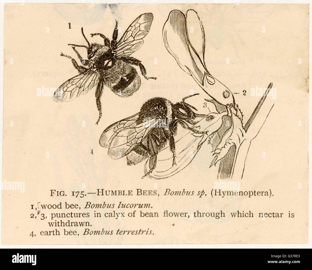 The wood bee top earth bee hi-res stock photography and images - Alamy
