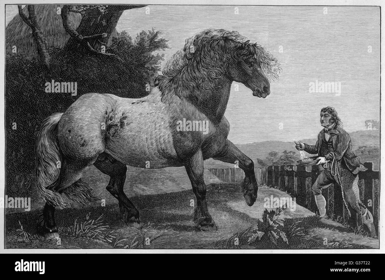 SHIRE HORSE 'Elephant'          Date: circa 1792 Stock Photo