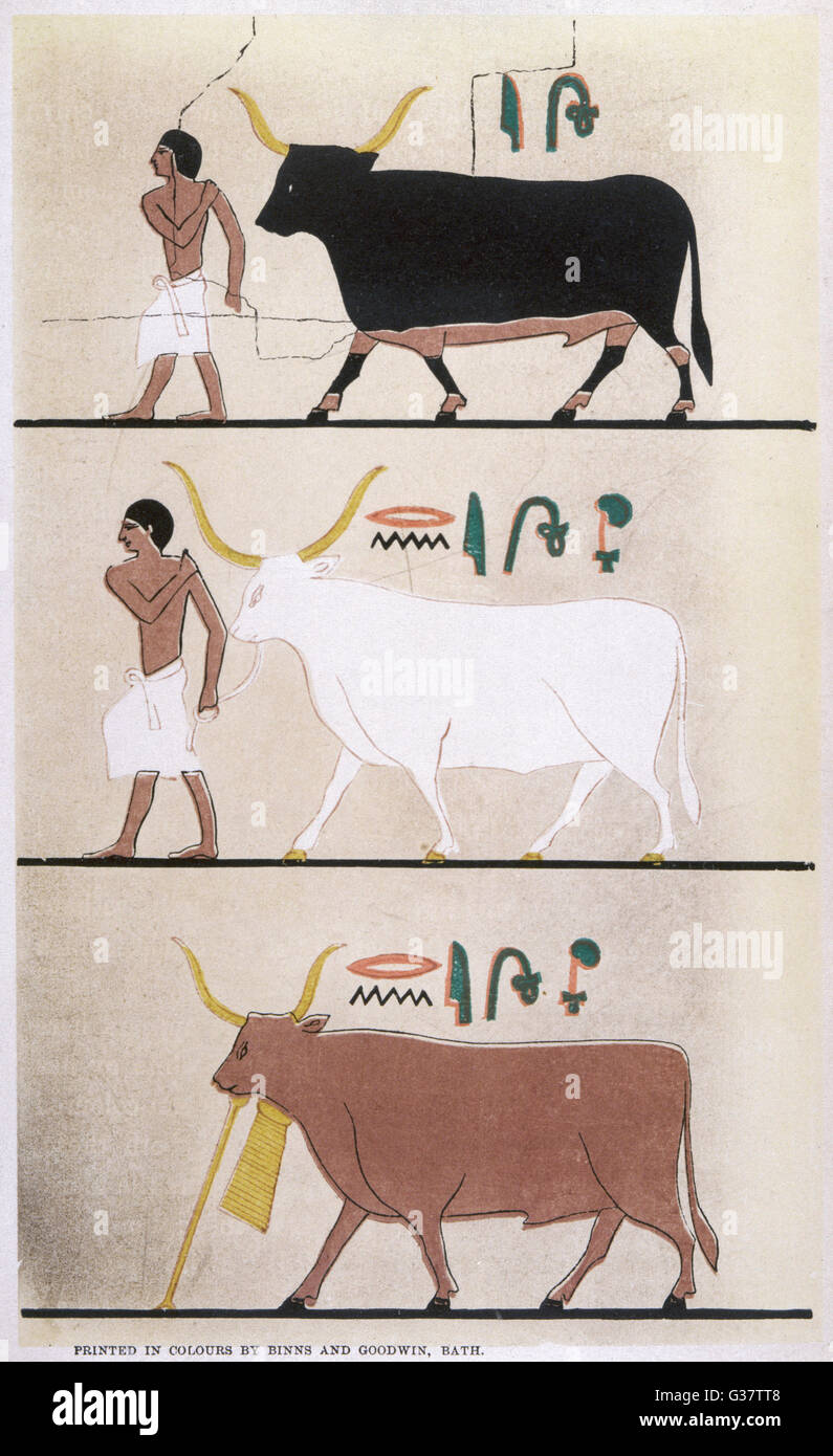 ANCIENT EGYPTIAN CATTLE Stock Photo